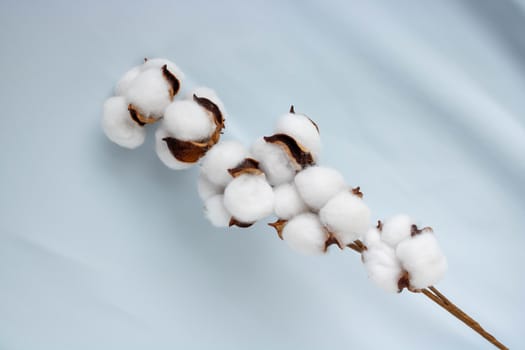 A sprig of cotton against a soft blue fabric.