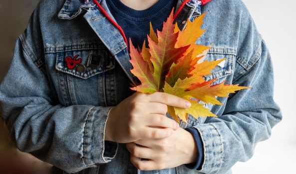 Beautiful multicolored autumn maple leaves in the hands of a woman in a denim jacket.