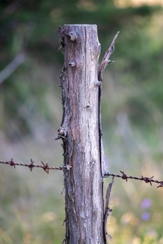 Old wooden fence post in pasture with barb wire . High quality photo