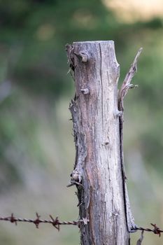 Close up of an Old wooden fence post in pasture with barb wire. High quality photo