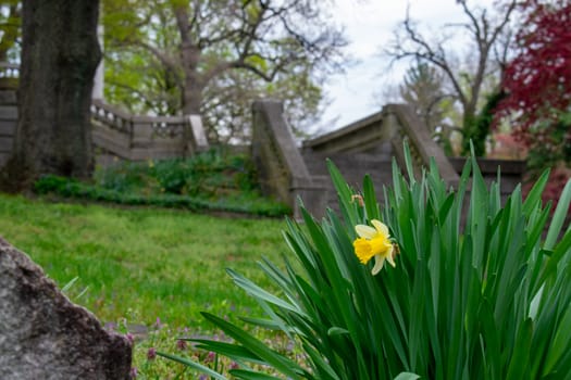 A Yellow Tulip in a Patch of Grass With a Gorgeous Set of Stone Steps Behind It