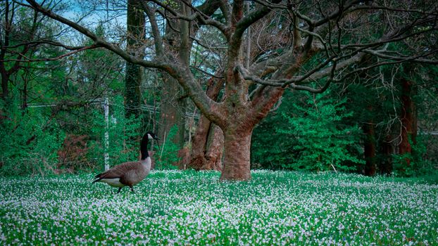 A Canadian Goose Walking Through a Field of Grass and Small White Flowers