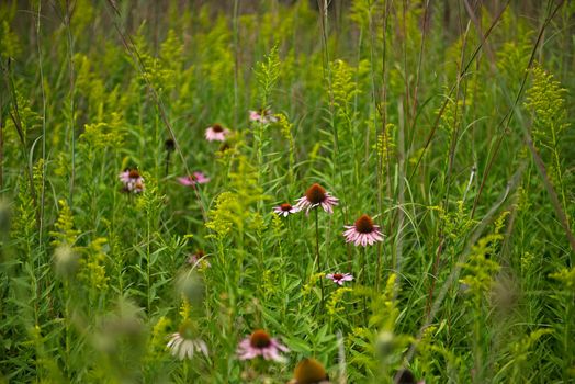 This is a field full of wildflowers during the day.