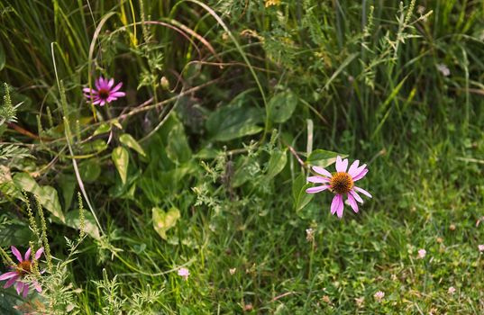 This is a couple of purple flowers showing there wonder duiring the day.