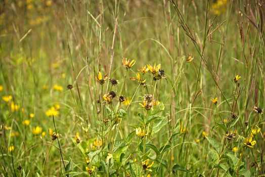 This a group of wildflowers late in the afternoon during the day.