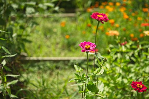 These are alot of zinia's in full bloom on a summer's day.