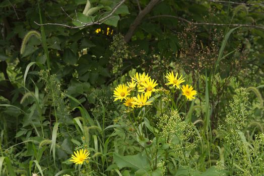 These are daisies on a late summer morning