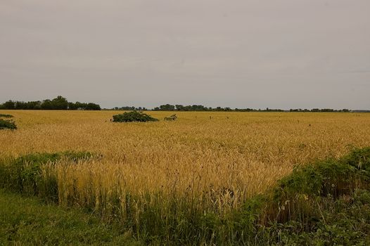 This is a wheat field awaiting harvest time in the summer.