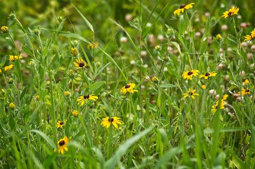 This is a field of black eyed daisies showing there beauty.