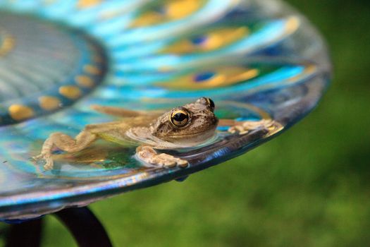 Swimming in a peacock purple bird bath is a Pinewoods treefrog Hyla femoralis.