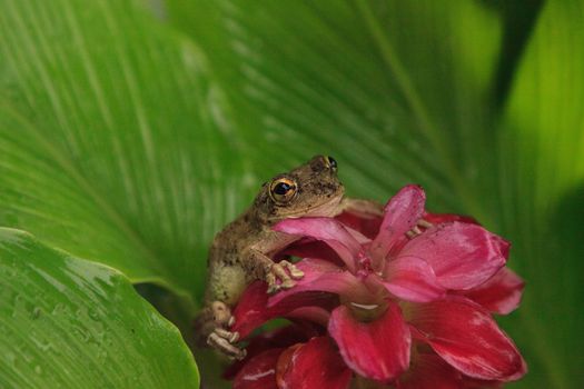 Perched on a Jewel of Burma Ginger flower is a Pinewoods treefrog Hyla femoralis in Naples, Florida