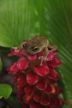 Perched on a Jewel of Burma Ginger flower is a Pinewoods treefrog Hyla femoralis in Naples, Florida