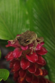 Perched on a Jewel of Burma Ginger flower is a Pinewoods treefrog Hyla femoralis in Naples, Florida