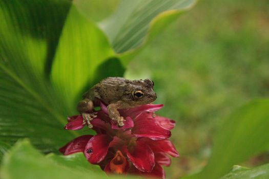 Perched on a Jewel of Burma Ginger flower is a Pinewoods treefrog Hyla femoralis in Naples, Florida
