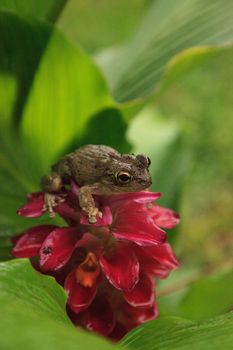 Perched on a Jewel of Burma Ginger flower is a Pinewoods treefrog Hyla femoralis in Naples, Florida