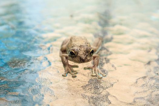 Pinewoods treefrog Hyla femoralis sits on a glass table in Naples, Florida.