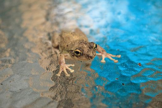 Pinewoods treefrog Hyla femoralis sits on a glass table in Naples, Florida.