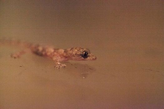 Baby Tropical house gecko Hemidactylus mabouia climbs across a window in Naples, Florida.