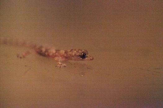 Baby Tropical house gecko Hemidactylus mabouia climbs across a window in Naples, Florida.