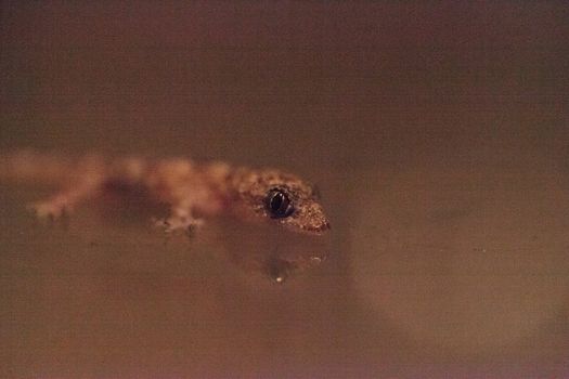 Baby Tropical house gecko Hemidactylus mabouia climbs across a window in Naples, Florida.