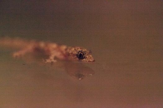 Baby Tropical house gecko Hemidactylus mabouia climbs across a window in Naples, Florida.