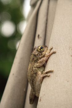 Umbrella with a Pinewoods treefrog Hyla femoralis clinging to the edge.