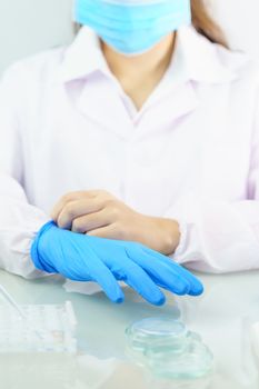 Close up Scientist hands putting in nitrile blue latex gloves in labcoat wearing nitrile gloves, doing experiments in lab