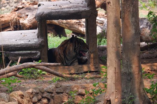 The Sumatran tiger is a population of Panthera tigris sondaica in the Indonesian island of Sumatra. This population was listed as Critically Endangered