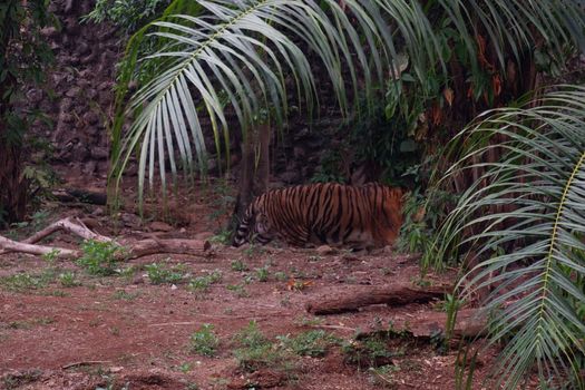 The Sumatran tiger is a population of Panthera tigris sondaica in the Indonesian island of Sumatra. This population was listed as Critically Endangered