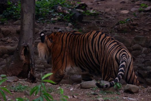 The Sumatran tiger is a population of Panthera tigris sondaica in the Indonesian island of Sumatra. This population was listed as Critically Endangered