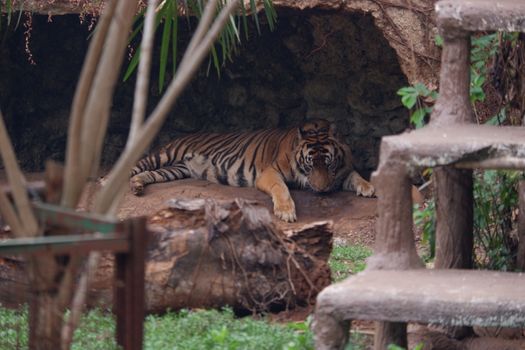 The Sumatran tiger is a population of Panthera tigris sondaica in the Indonesian island of Sumatra. This population was listed as Critically Endangered