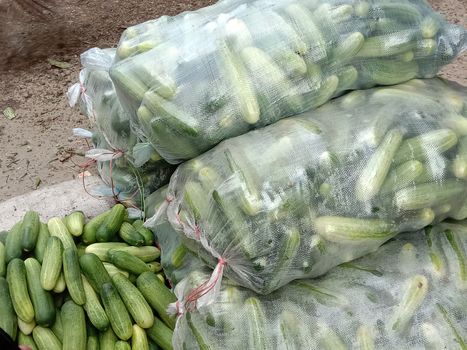 testy and healthy fresh cucumber closeup