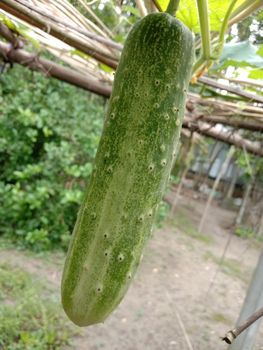 testy and healthy fresh cucumber on tree on garden