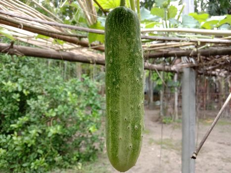 testy and healthy fresh cucumber on tree on garden