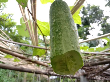 testy and healthy fresh cucumber on tree on garden