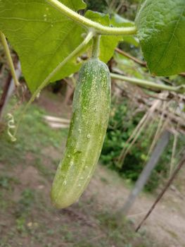testy and healthy fresh cucumber on tree on garden
