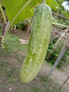 testy and healthy fresh cucumber on tree on garden