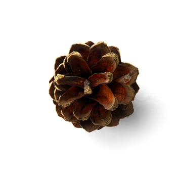 Brown Dry pine cone isolated on the white background with shaddows