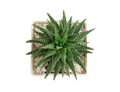 Closeup succulent plant in pot for decoration with vintage tone, selective focus