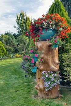 flower pots installed on tree trunk, summer garden with flowers Begonia boliviensis and petunia surfinia