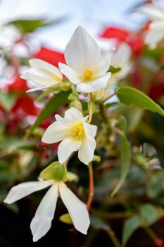 Vivid Flowers Begonia boliviensis, white blossom in summer garden