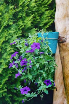 blue flower Petunia Surfinia in late summer garden, hanged in pot on tree trunk