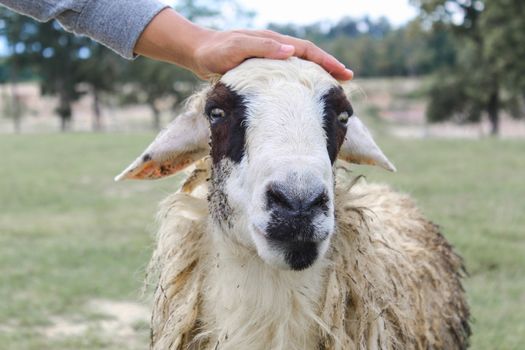 Hand of farmers touching on sheep's head in green field. Animal lovely Concept.