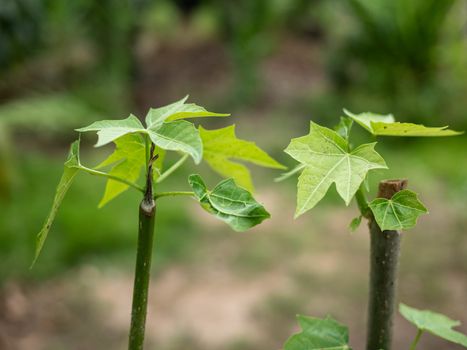 The Chaiya tree in the garden. Tree spinach or Mexican Kale, Vegetables that have high nutritional value.