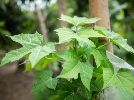 The Chaiya tree in the garden. Tree spinach or Mexican Kale, Vegetables that have high nutritional value.