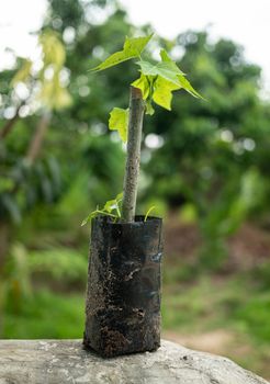 The Chaiya tree in the garden. Tree spinach or Mexican Kale, Vegetables that have high nutritional value.