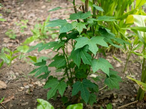 The Chaiya tree in the garden. Tree spinach or Mexican Kale, Vegetables that have high nutritional value.