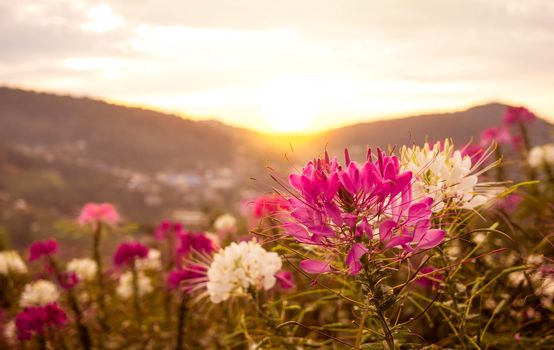 Beautiful mountain landscape with sunrise and blossoming purple and white flowers on spring field.