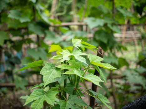 The Chaiya tree in the garden. Tree spinach or Mexican Kale, Vegetables that have high nutritional value.