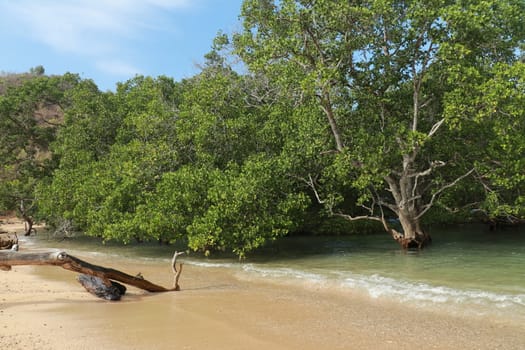 Mangrove trees on sand bottom during low tide at Kuta, Lombok, Indonesia.